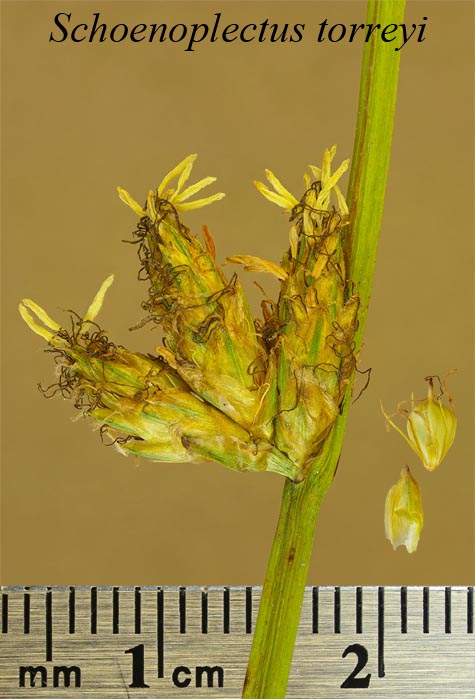 Spikelets, achenes and scales of Schoenoplectus torreyi