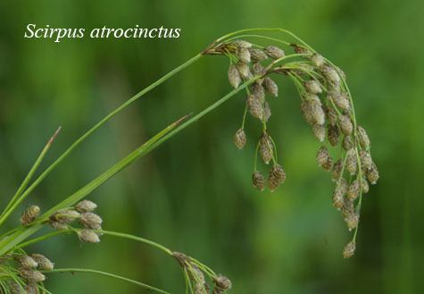 Inflorescence of Scirpus atrocinctus in habitat