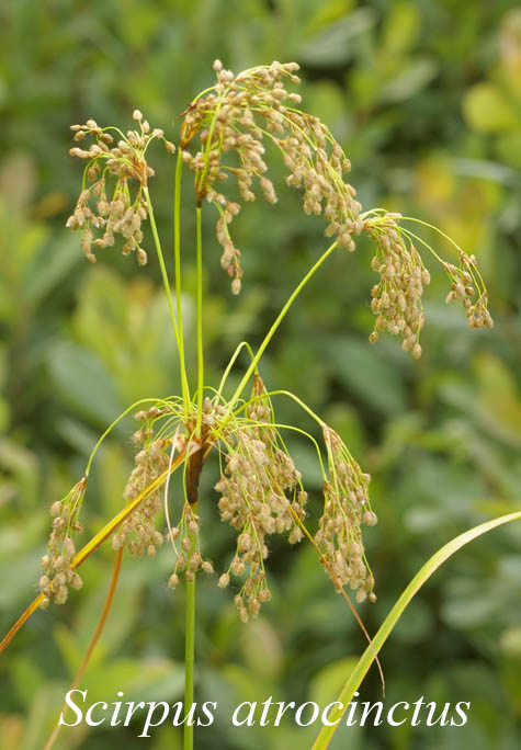 Inflorescence of Scirpus atrocinctus in habitat