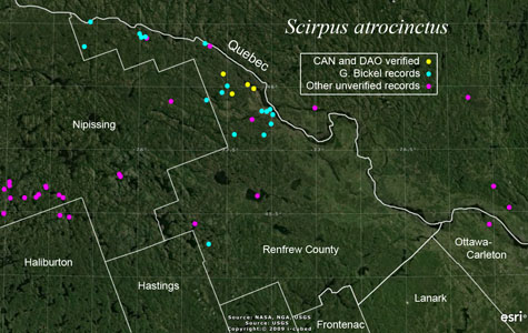 An occurrence map of Scirpus atrocinctus in Renfrew County