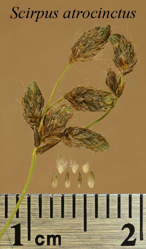 Spikelets, achenes and scales of Scirpus atrocinctus