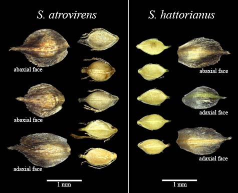 Achenes and scales of Scirpus atrovirens and Scirpus hattorianus
