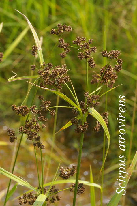 Inflorescences of Scirpus atrovirens