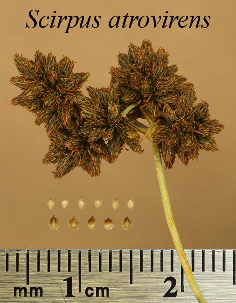 Spikelets, achenes and scales of Scirpus atrovirens