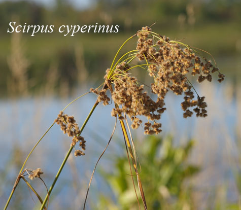 Inflorescence of Scirpus cyperinus