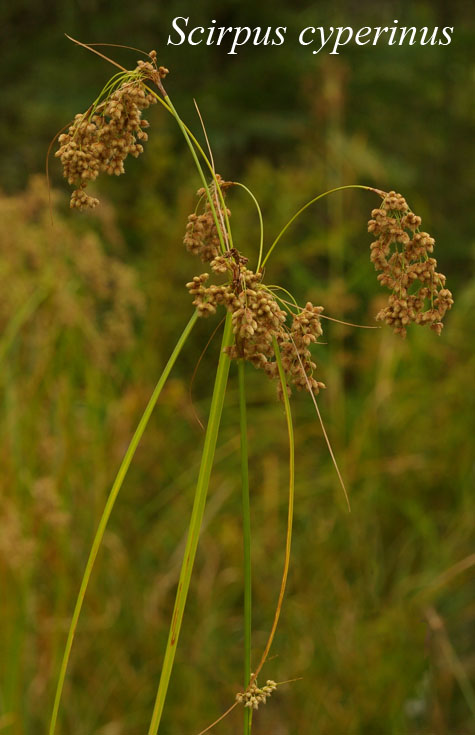 Inflorescence of Scirpus cyperinus
