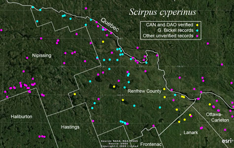 An occurrence map of Scirpus cyperinus in Renfrew County