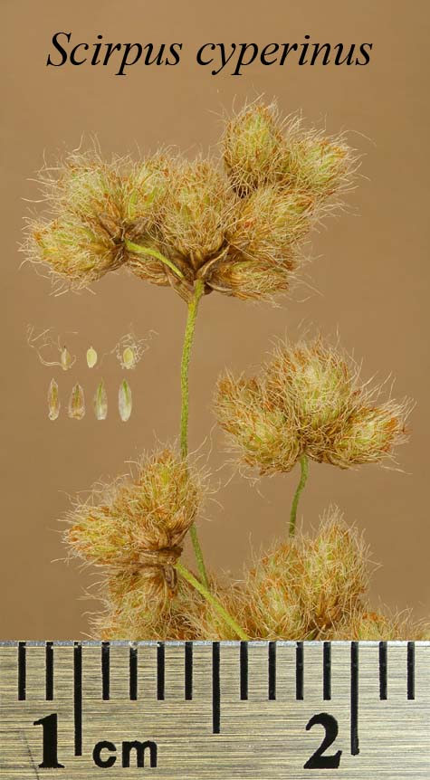Spikelets, achenes and scales of Scirpus cyperinus