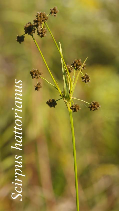 Inflorescence of Scirpus hattorianus