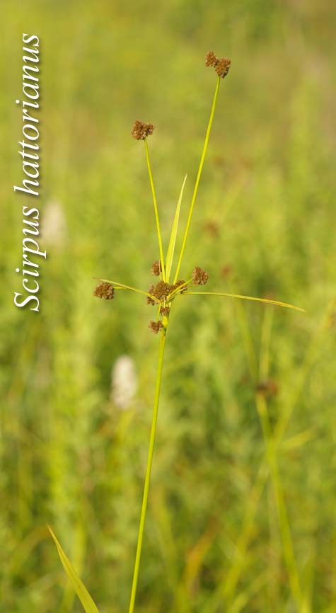 Inflorescence of Scirpus hattorianus