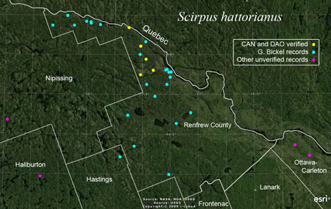 An occurrence map of Scirpus hattorianus in Renfrew County