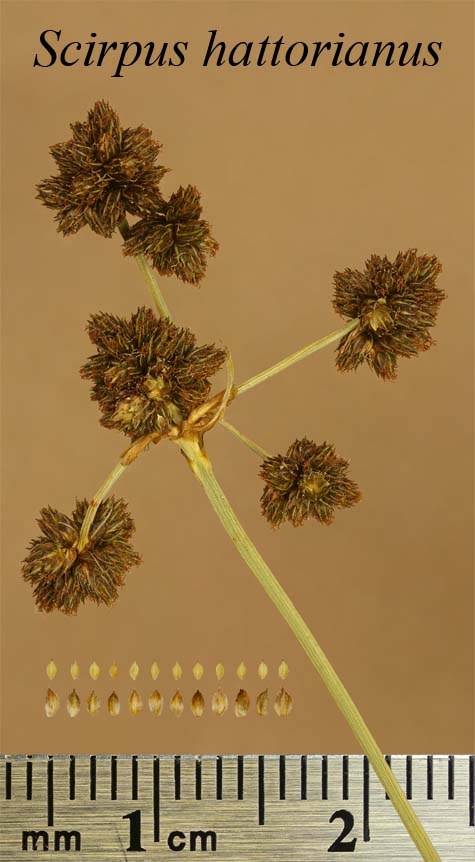 Spikelets, achenes and scales of Scirpus hattorianus