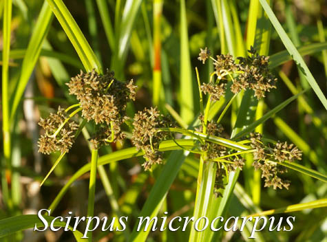 Inflorescence of Scirpus microcarpus