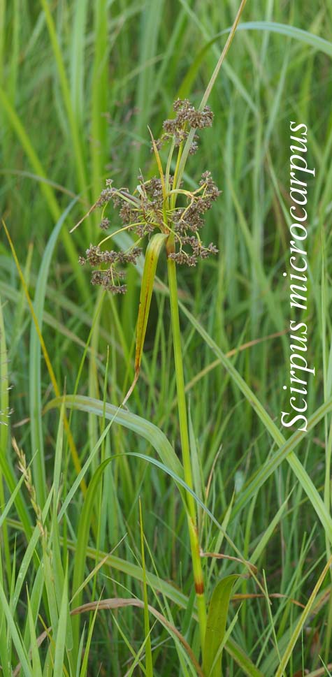 Inflorescence of Scirpus microcarpus