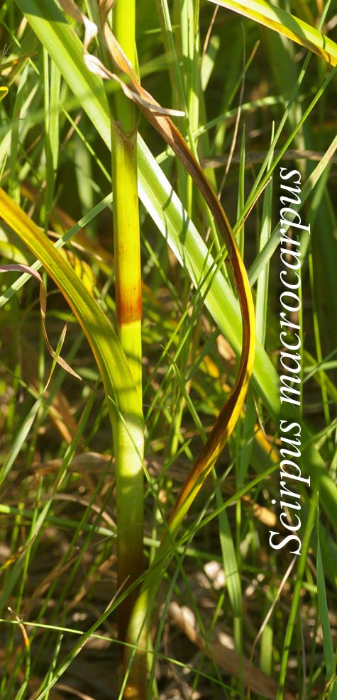 Leaf sheaths of Scirpus microcarpus
