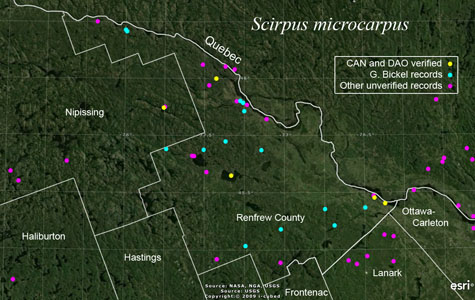 An occurrence map of Scirpus microcarpus in Renfrew County