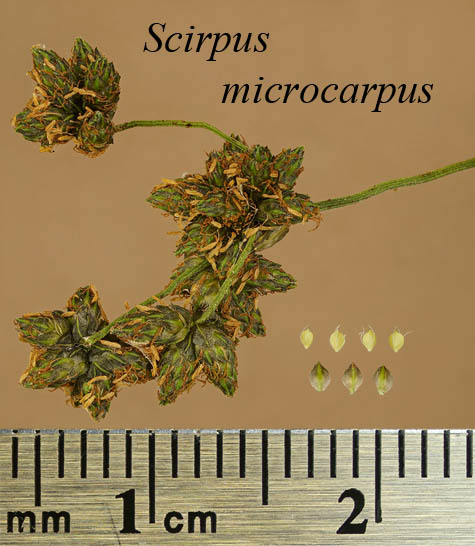 Spikelets, achenes and scales of Scirpus microcarpus