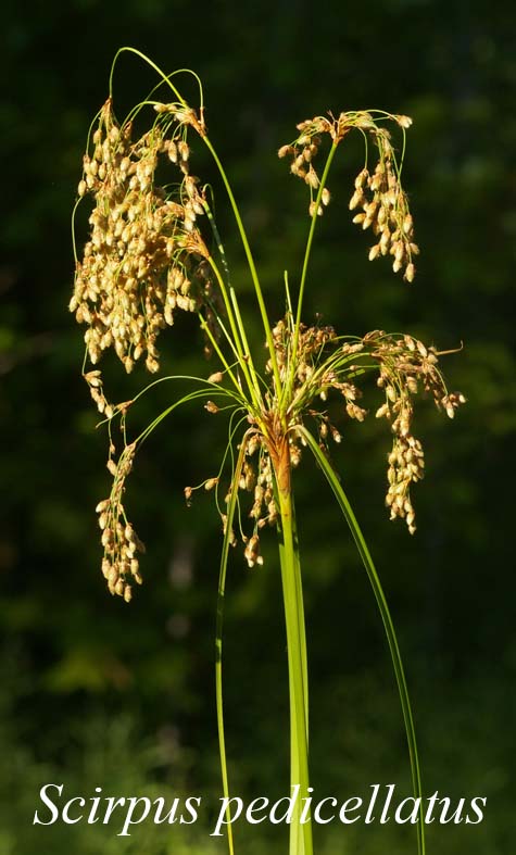 Inflorescence of Scirpus pedicellatus