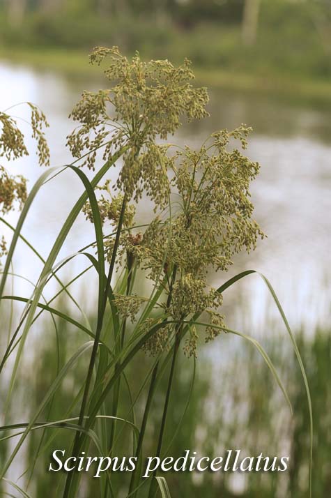 Inflorescence of Scirpus pedicellatus