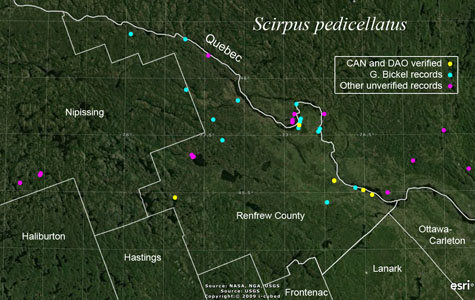 An occurrence map of Scirpus pedicellatus in Renfrew County