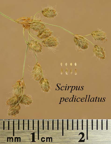 Spikelets, achenes and scales of Scirpus pedicellatus