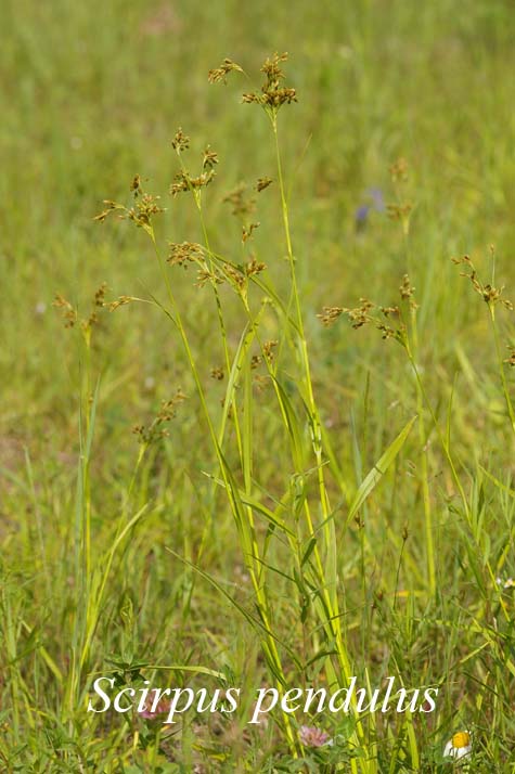 Habit of Scirpus pendulus