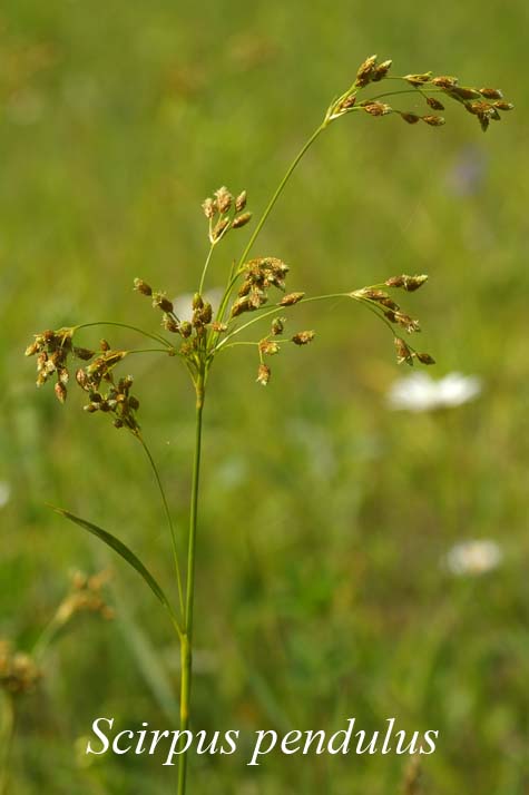 Inflorescence of Scirpus pendulus