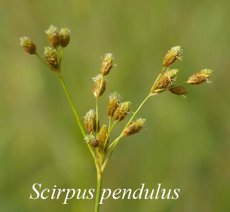 Inflorescence of Scirpus pendulus