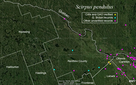 An occurrence map of Scirpus pendulus in Renfrew County
