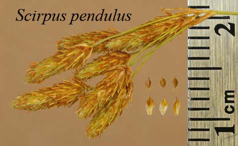 Spikelets, achenes and scales of Scirpus pendulus